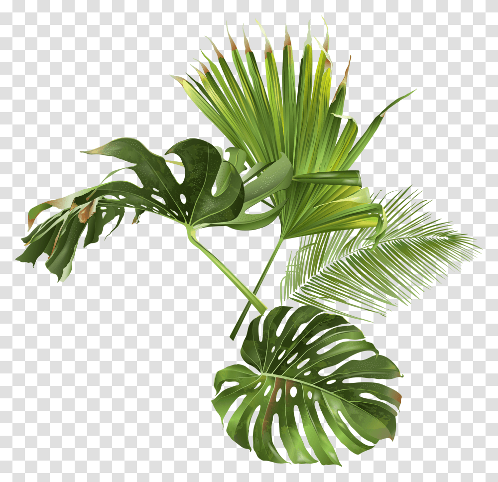 Palm Beach, Plant, Green, Leaf, Tree Transparent Png