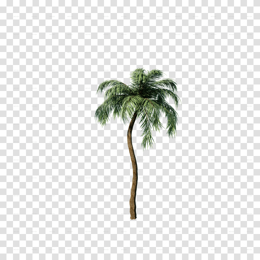 Palm Borassus Flabellifer, Tree, Plant, Palm Tree, Nature Transparent Png