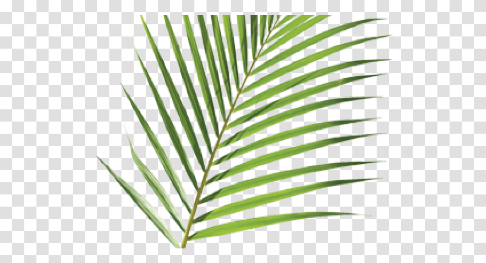 Palm Branch Cliparts Palm Sunday Palm, Leaf, Plant, Fern, Rug Transparent Png
