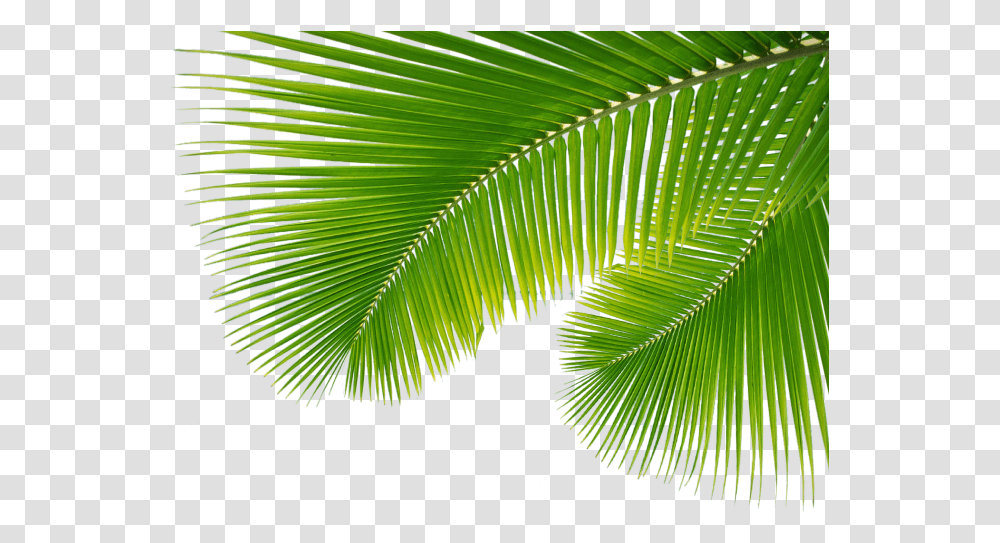 Palm Branch Palm Leaves, Green, Leaf, Plant, Vegetation Transparent Png