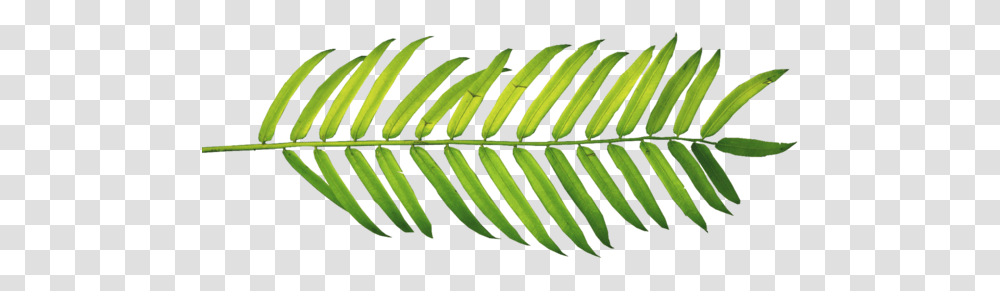 Palm Branch Trees Palmleaf Lifestyle Blog Cover For Facebook, Plant, Conifer, Banana, Fruit Transparent Png
