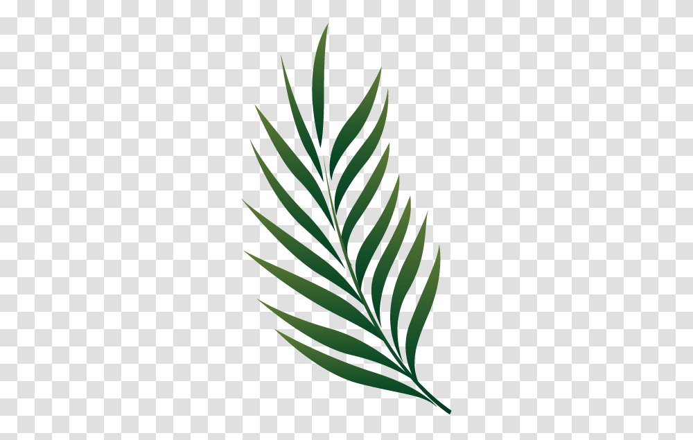 Palm Branch Wallpapers, Leaf, Plant, Pattern, Bird Transparent Png