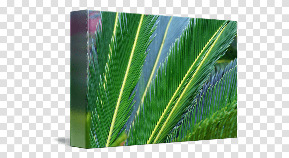 Palm Branches By Karen Adams Fresh, Leaf, Plant, Grass, Green Transparent Png