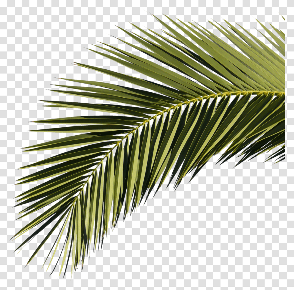 Palm Branches Clipart Roystonea Regia Leaf, Plant, Tree, Palm Tree, Arecaceae Transparent Png