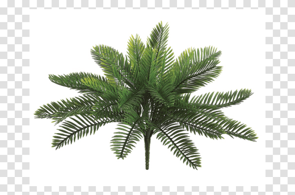 Palm Bush, Plant, Tree, Palm Tree, Arecaceae Transparent Png