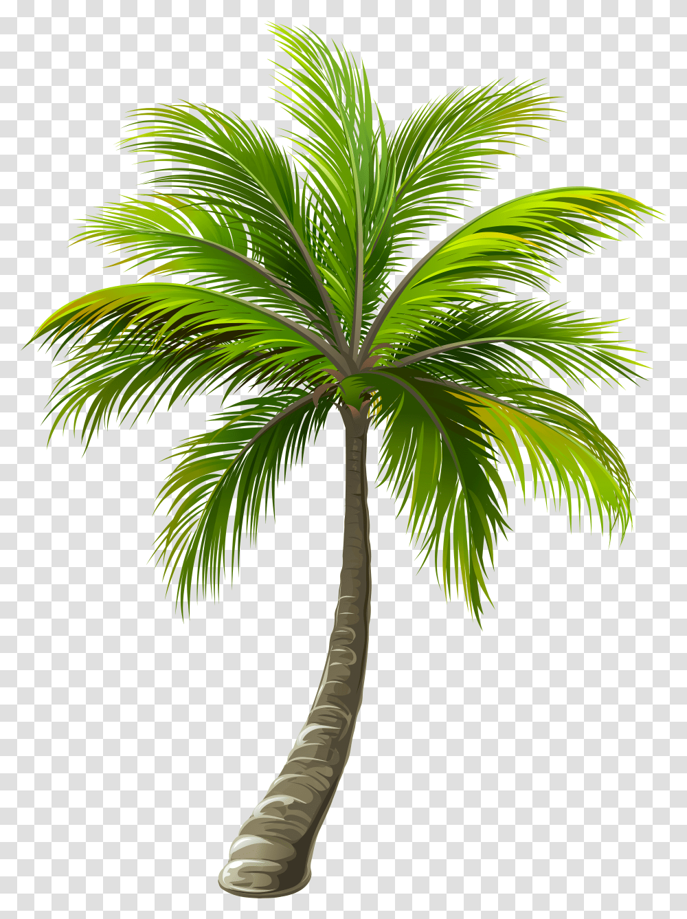 Palm Clipart Border Background Palm Tree Transparent Png