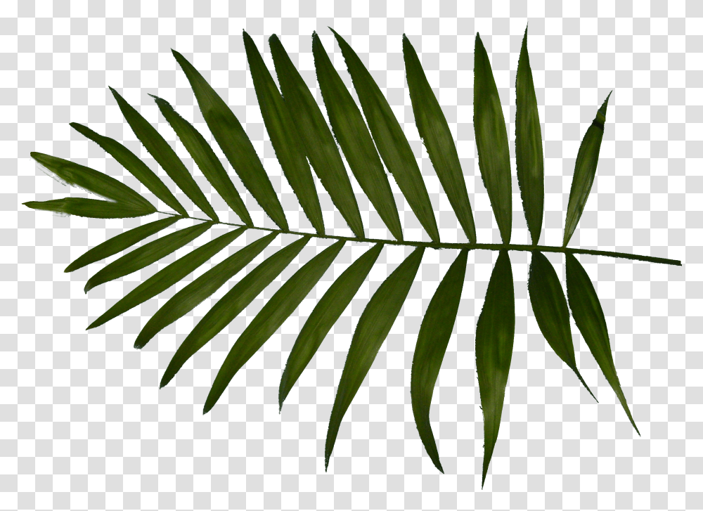 Palm Clipart Fern Palm Trees, Leaf, Plant Transparent Png