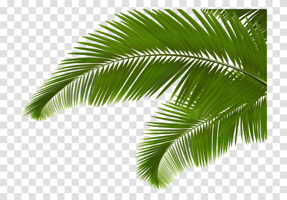 Palm Clipart Green Branch Coconut Tree Leaves Cartoon, Leaf, Plant, Palm Tree, Tropical Transparent Png