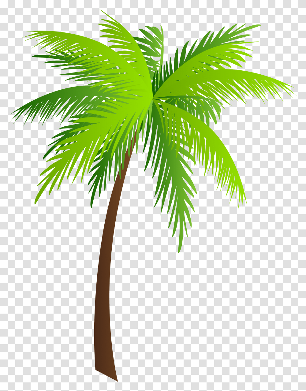 Palm Clipart Hawaii T Shirt Designs, Palm Tree, Plant, Arecaceae, Green Transparent Png