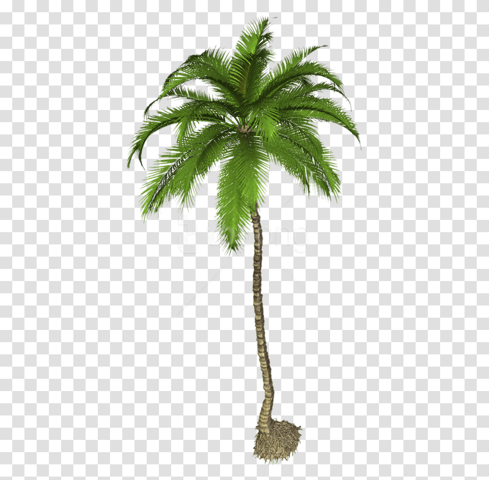 Palm Coconut Tree Free, Plant, Leaf, Palm Tree, Arecaceae Transparent Png