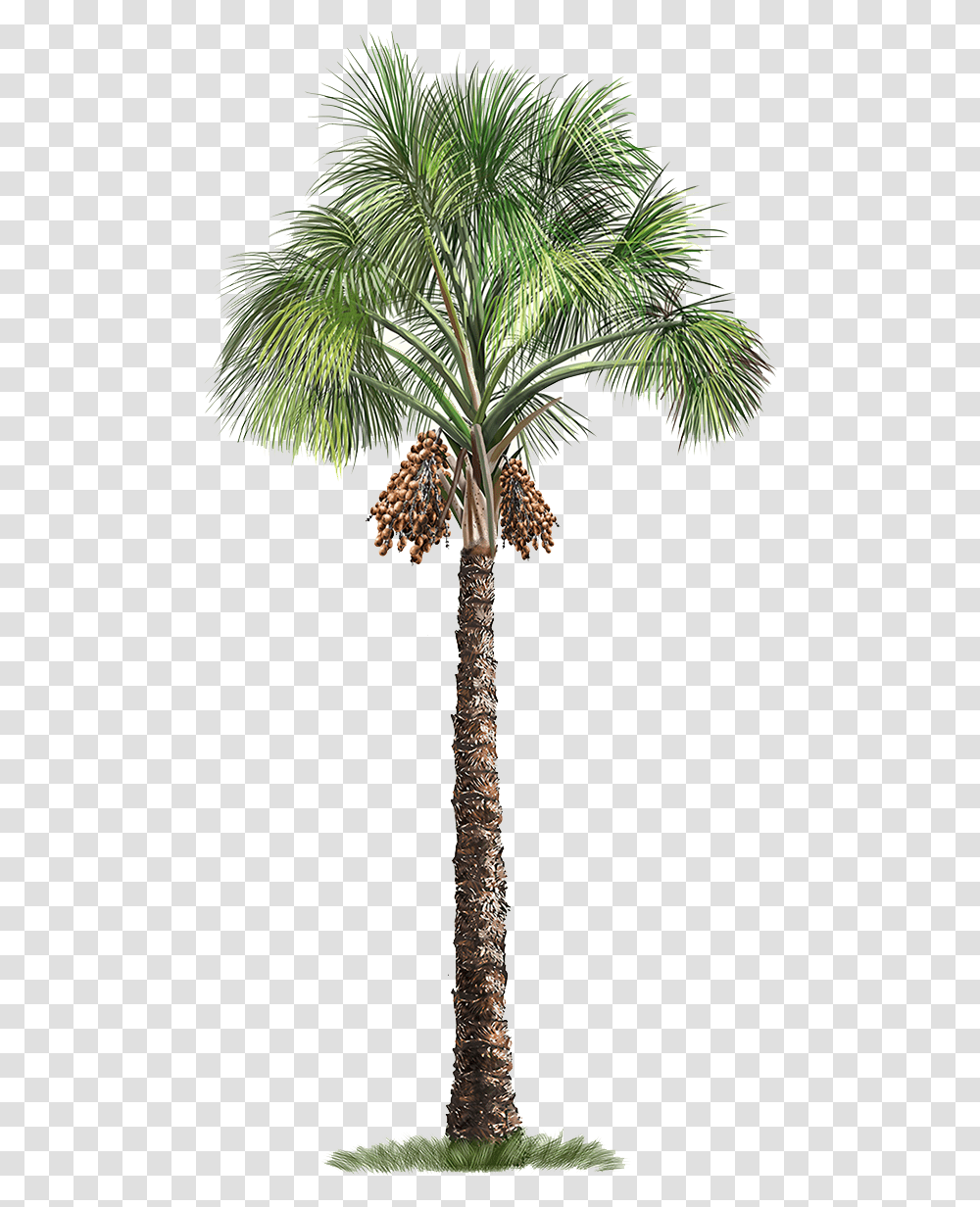 Palm Flexuosa Mauritia Tree Arecaceae Free Download Background Palm Tree, Plant, Cross Transparent Png