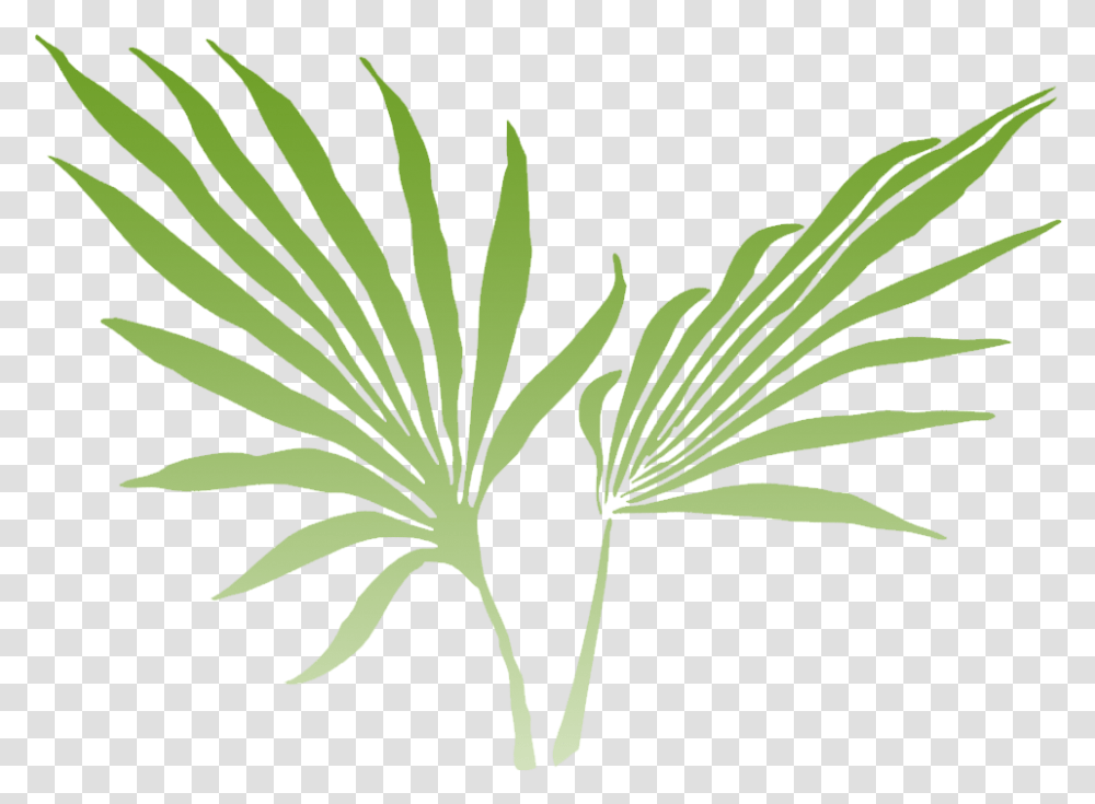 Palm Frond Clip Art, Plant, Leaf, Flower, Weed Transparent Png