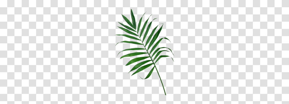 Palm Frond Clipart Free Clipart, Plant, Fern, Leaf, Tree Transparent Png