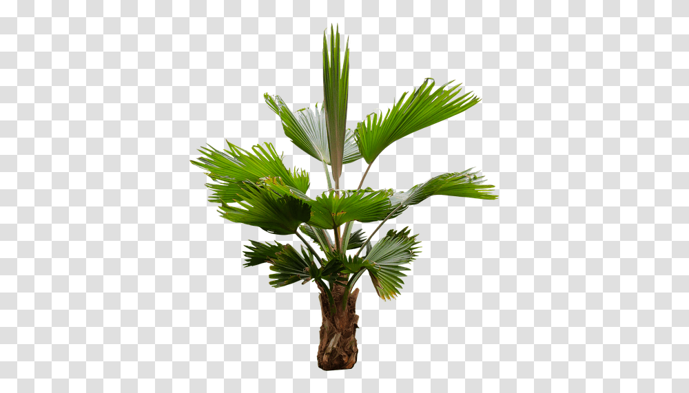 Palm Frond Palm Trees, Plant, Arecaceae, Leaf, Flower Transparent Png