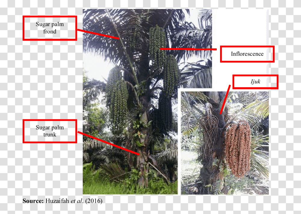 Palm Frond Sugar Palm Frond, Vegetation, Plant, Nature, Outdoors Transparent Png