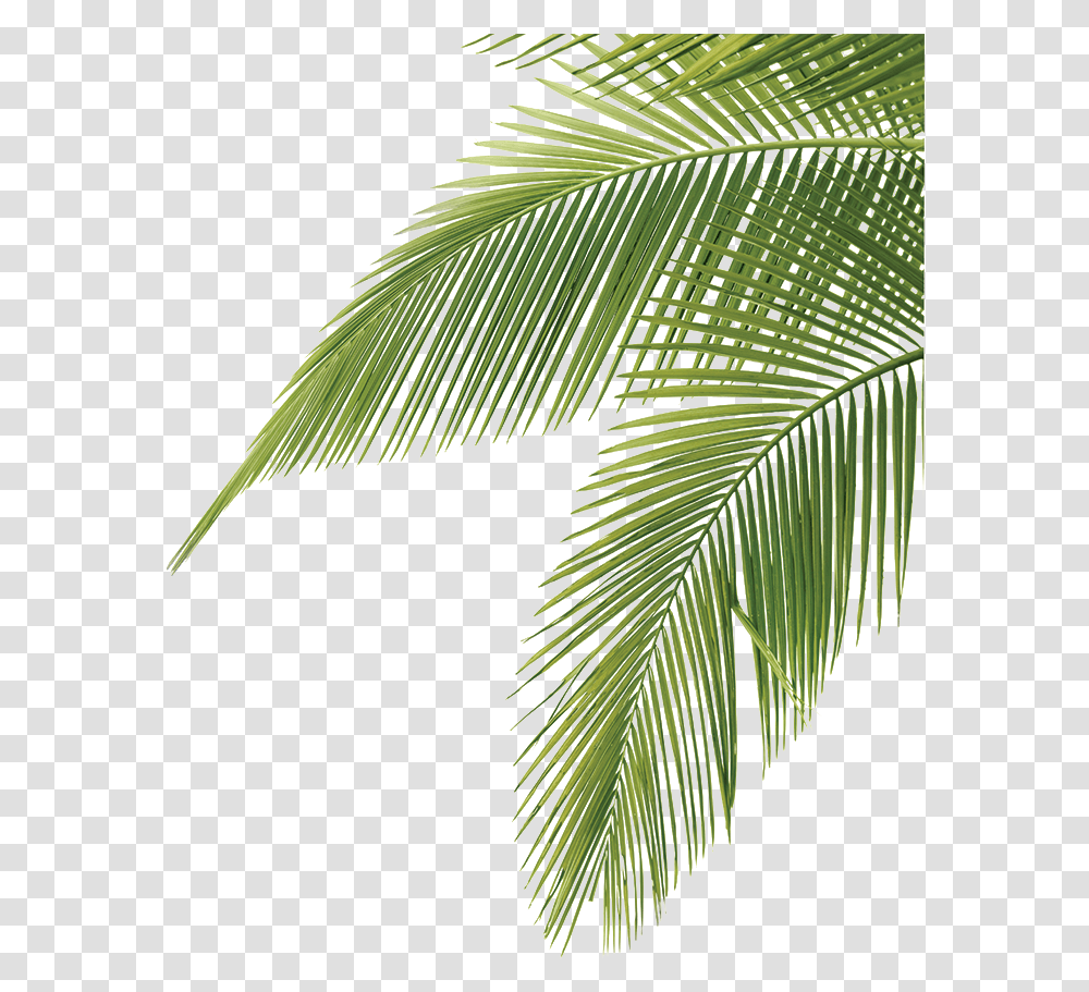 Palm Fronds Image Palm Tree Leaves, Plant, Leaf, Green, Fern Transparent Png