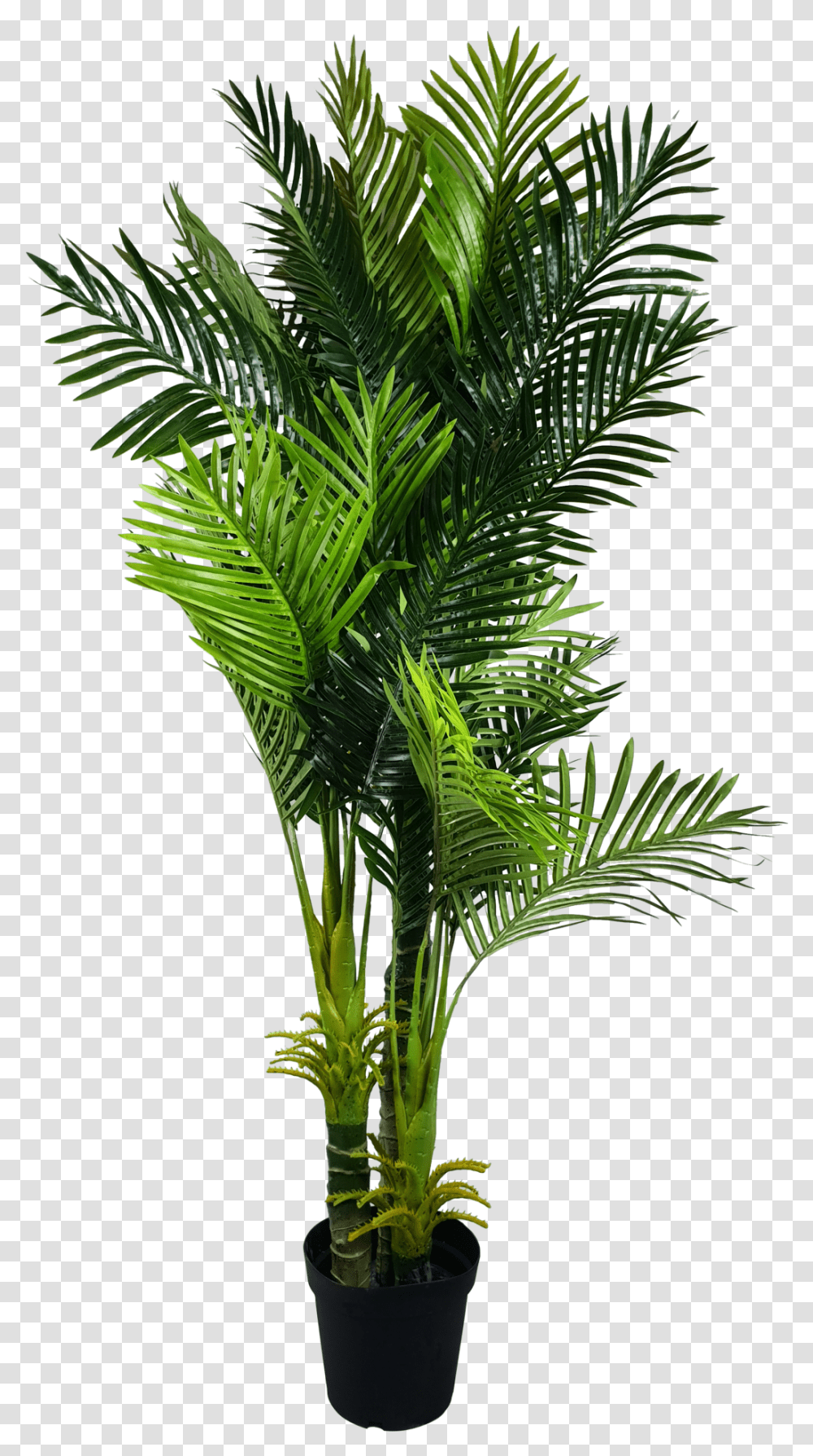 Palm Fronds, Plant, Tree, Green, Palm Tree Transparent Png