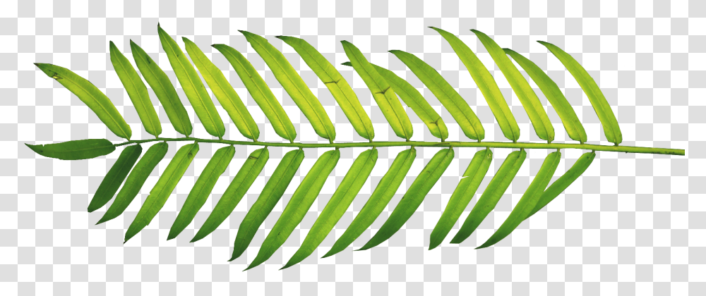 Palm Fronds Tree Clipart Ferns Leaves Nature Polyvore Watercolor Palm Leaf Background, Plant, Green, Pineapple, Fruit Transparent Png