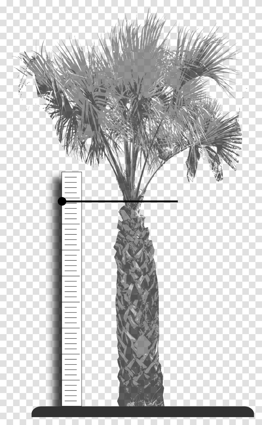 Palm Fronds, Tree, Plant, Palm Tree, Arecaceae Transparent Png