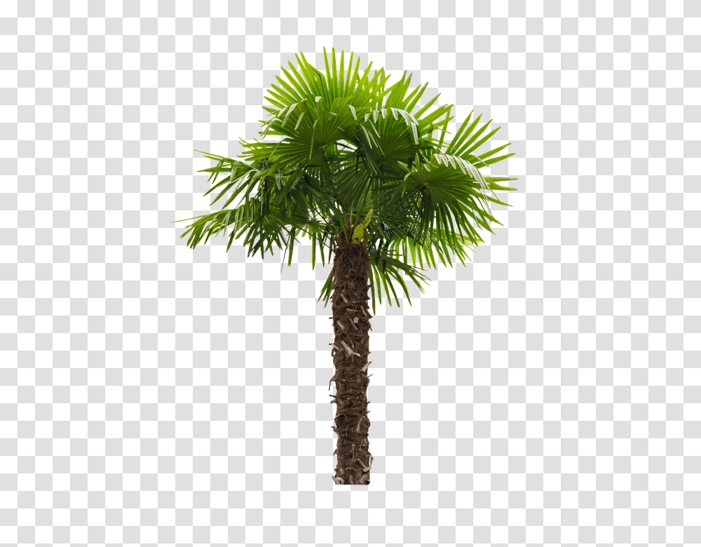 Palm Fronds Tribe Coconut Tree California Fan Palm Tree, Plant, Arecaceae, Green Transparent Png