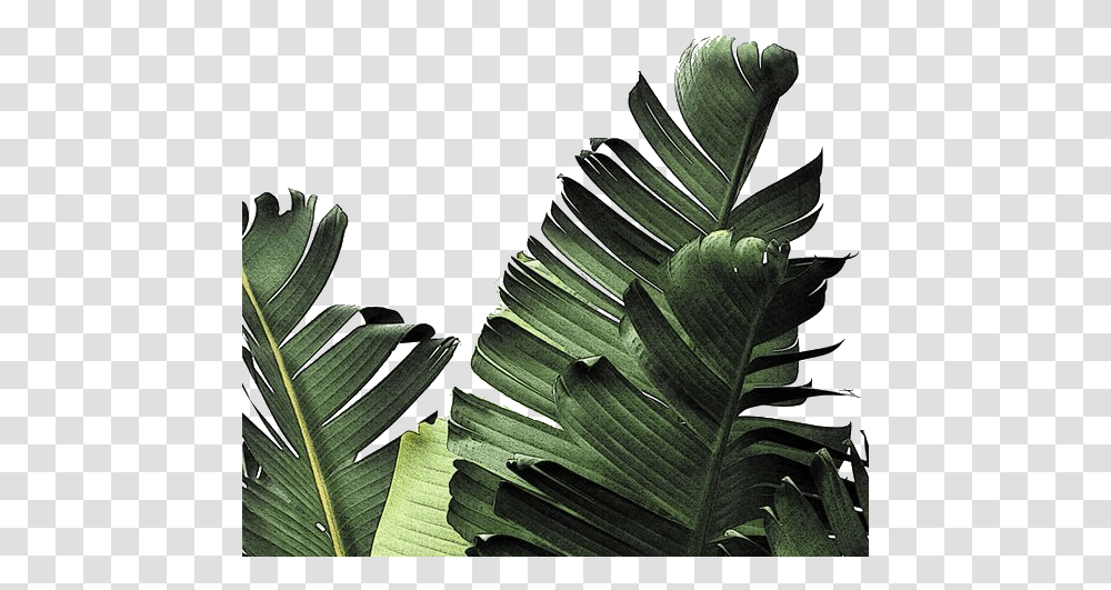Palm Fronds Tropical Leaves Wallpaper Iphone Hd Real Tropical Leaves, Leaf, Plant, Green, Vegetation Transparent Png