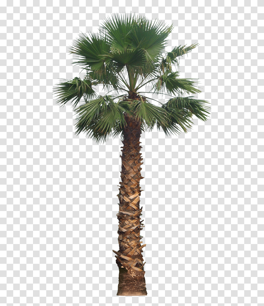 Palm Image Arts Washington Palm Tree, Plant, Arecaceae, Bird, Animal Transparent Png