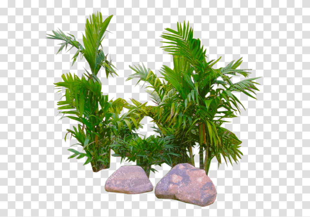 Palm Image Background Background Plant, Vase, Jar, Pottery, Potted Plant Transparent Png