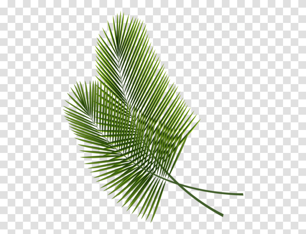 Palm Leaf Background, Green, Plant, Tree, Spiral Transparent Png