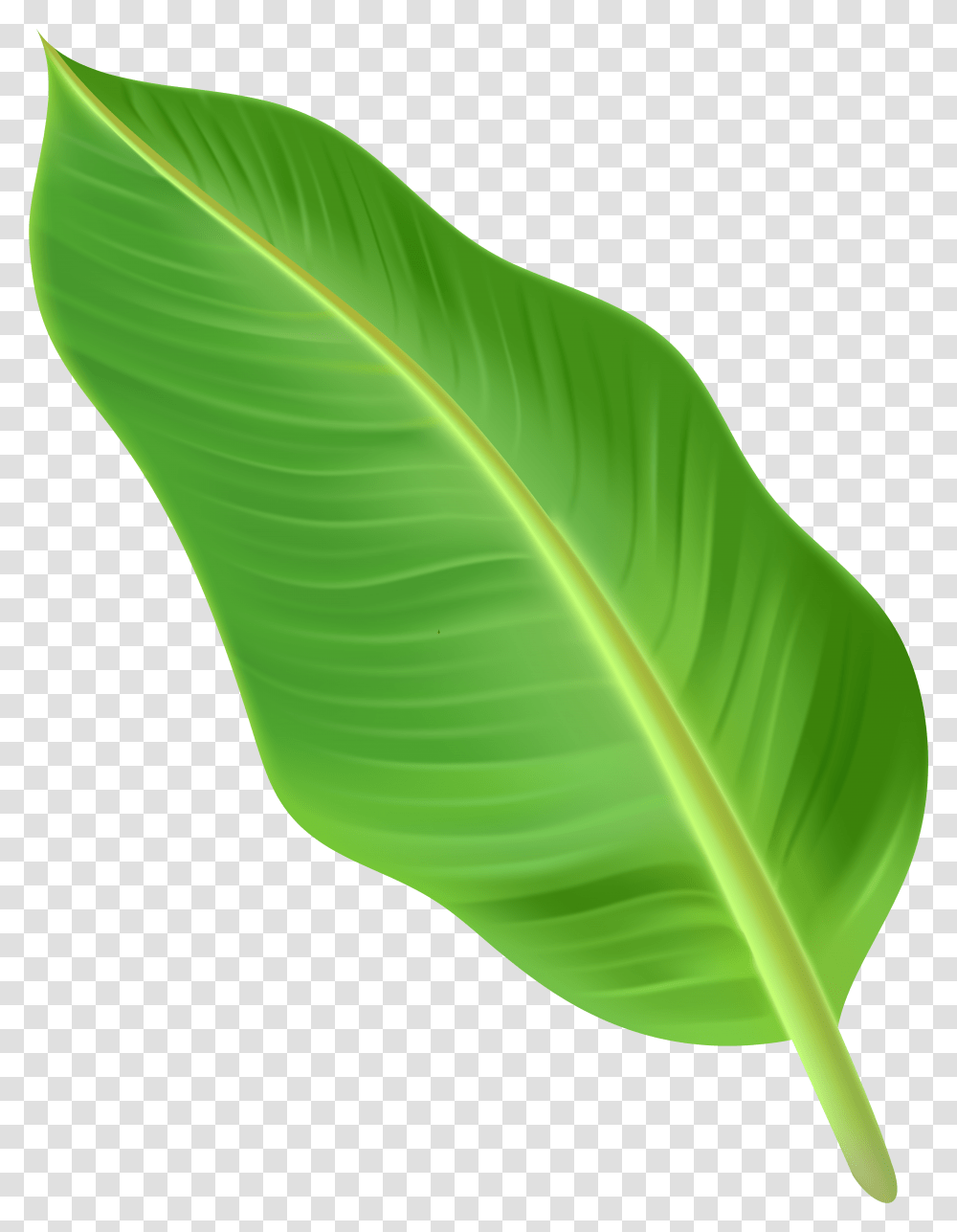 Palm Leaf Clipart Tree Leaves Transparent Png