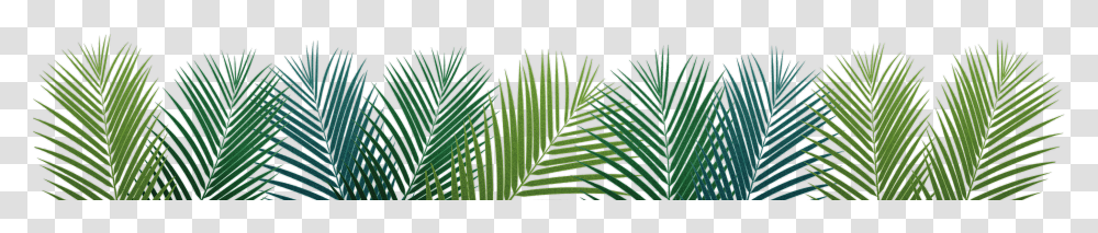 Palm Leaf Facebook Cover Transparent Png