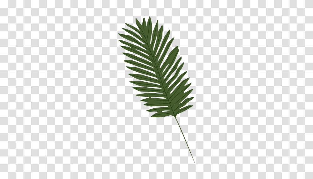 Palm Leaf Illustration, Green, Plant, Fern, Bird Transparent Png