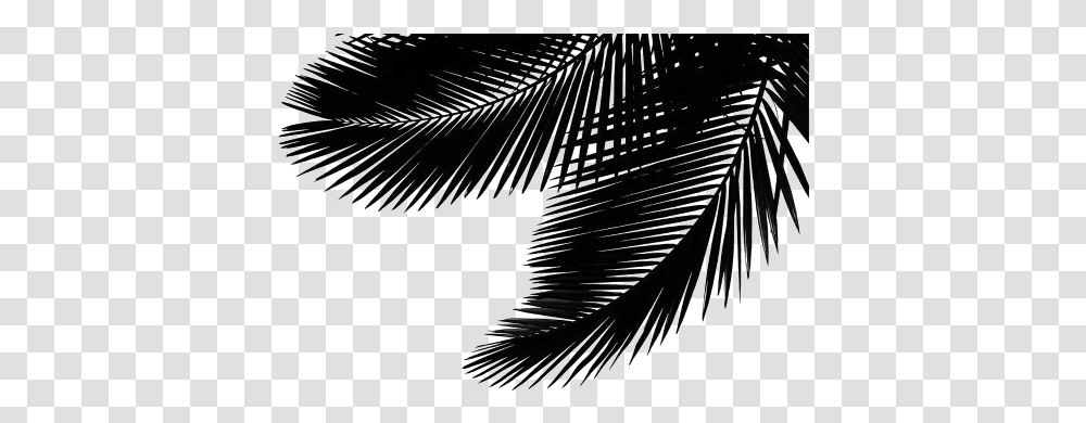 Palm Leaf Image Attalea Speciosa, Lighting, Tree, Plant, Outdoors Transparent Png