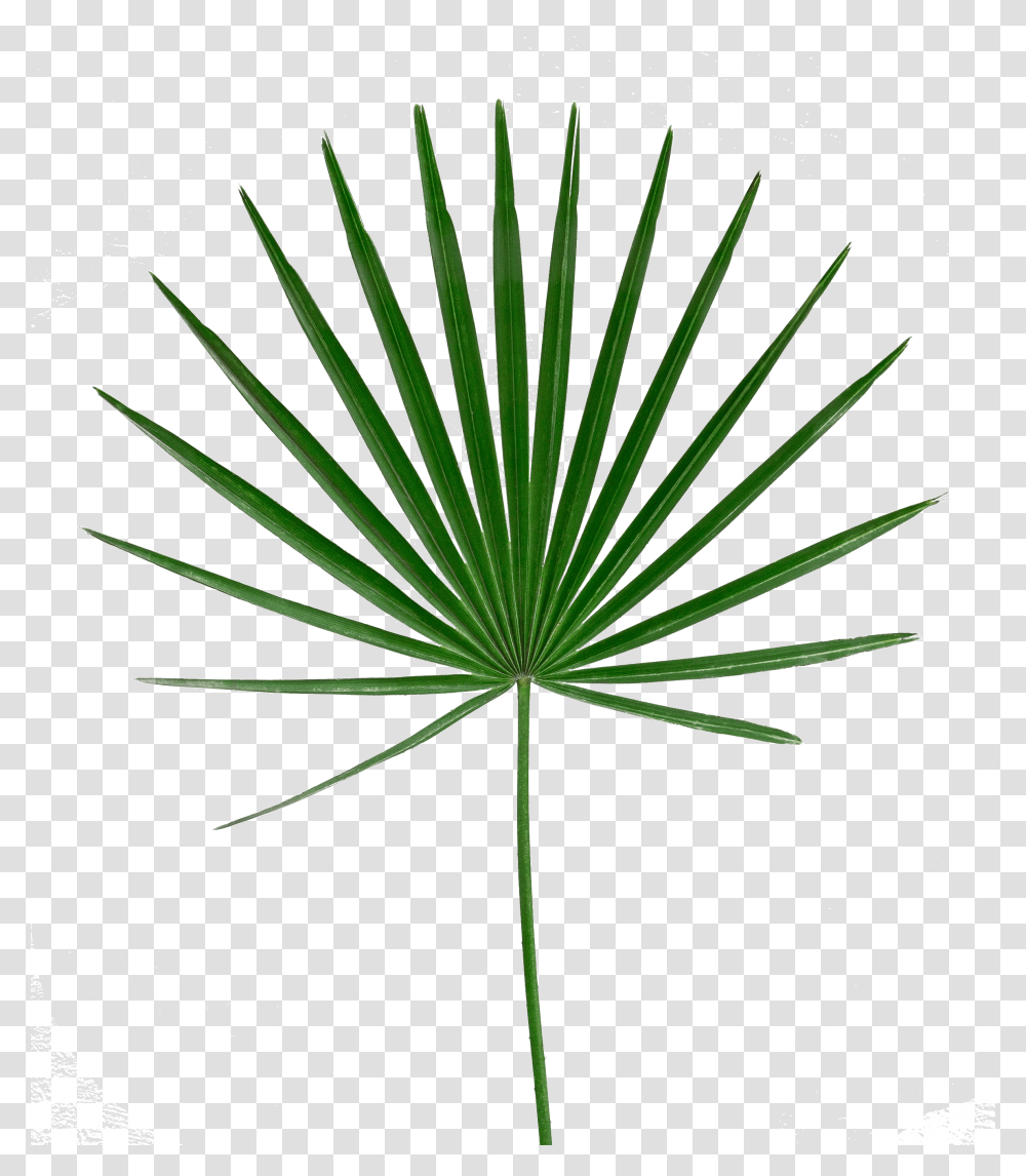 Palm Leaf Image Free Searchpng Portable Network Graphics, Plant, Flower, Blossom, Green Transparent Png