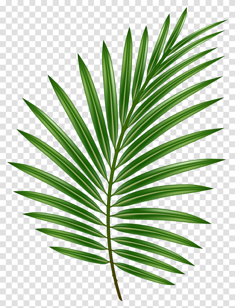 Palm Leaf Image Palm Leaf Background Transparent Png