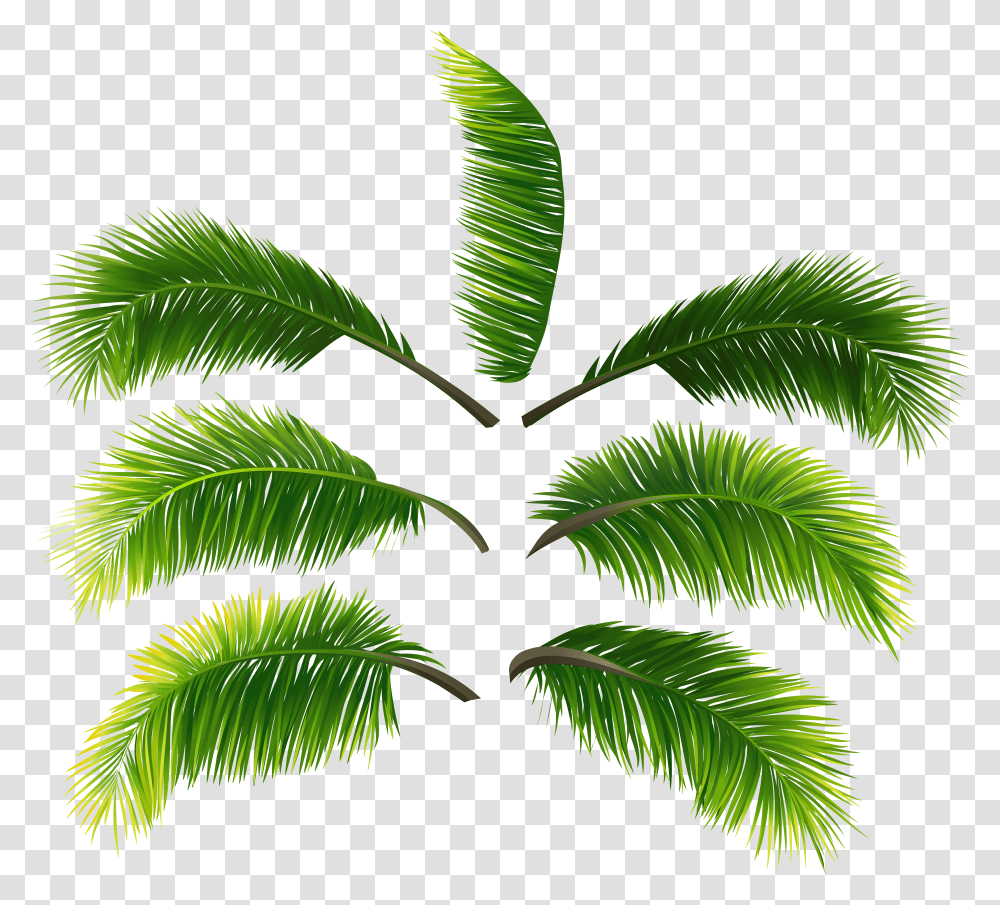 Palm Leaf Palm Leaves Free Transparent Png