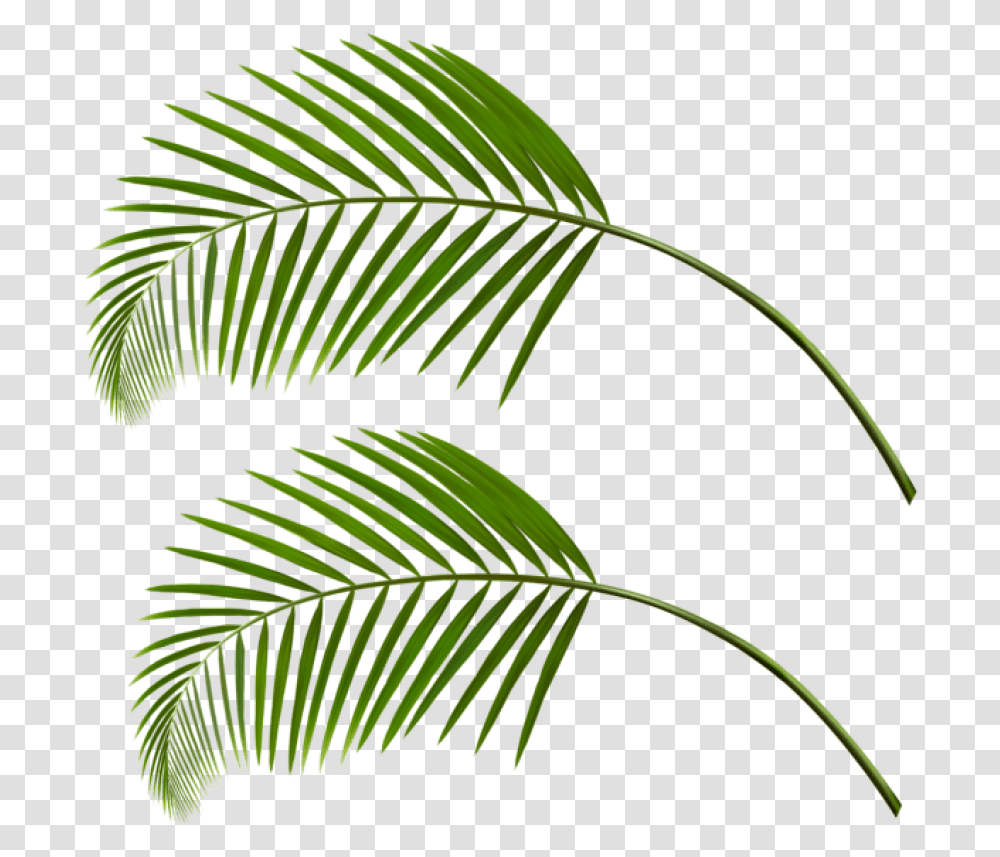 Palm Leaf Palm Tree Leaves, Plant, Green, Fern, Flower Transparent Png