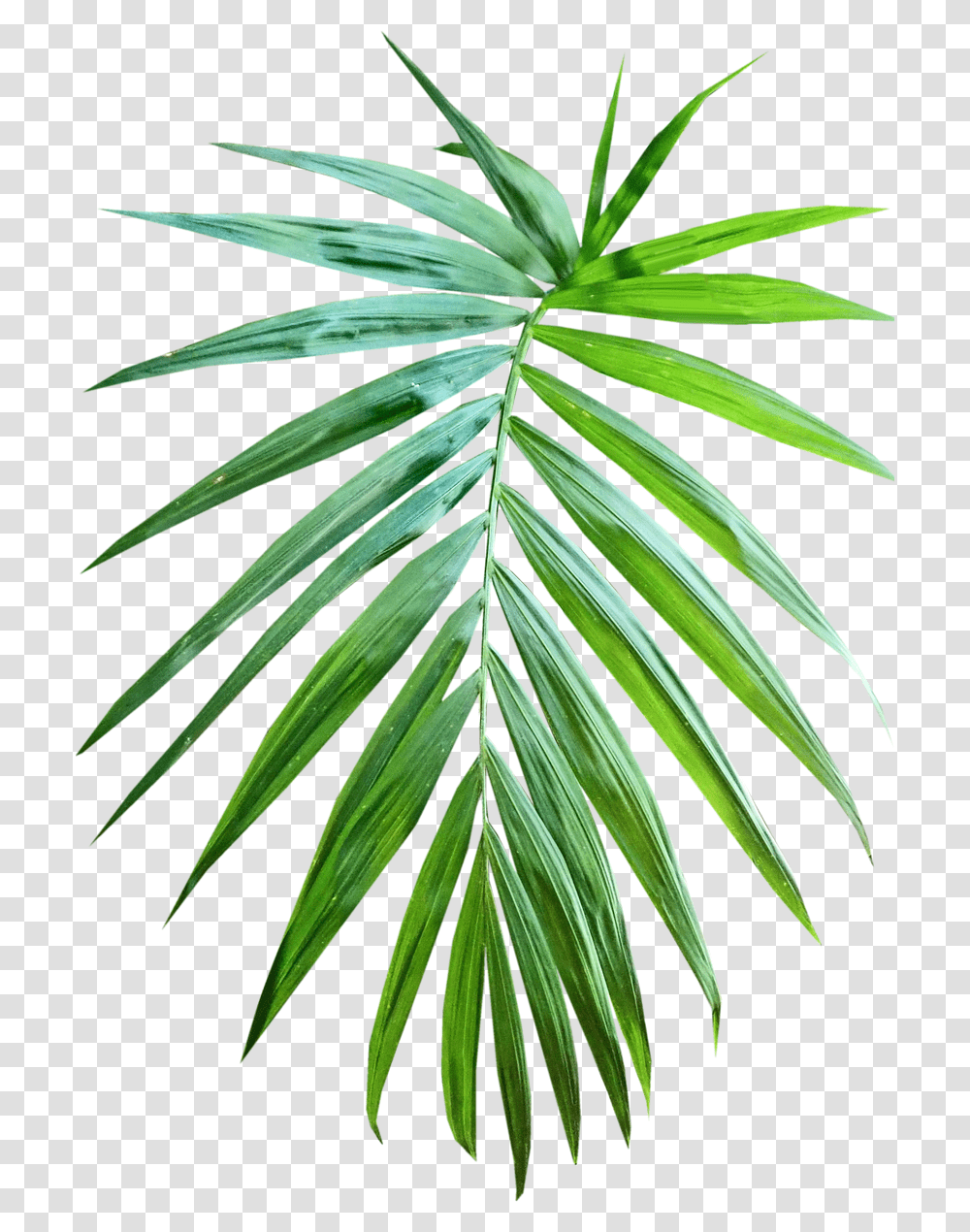 Palm Leaf, Plant, Flower, Blossom, Green Transparent Png