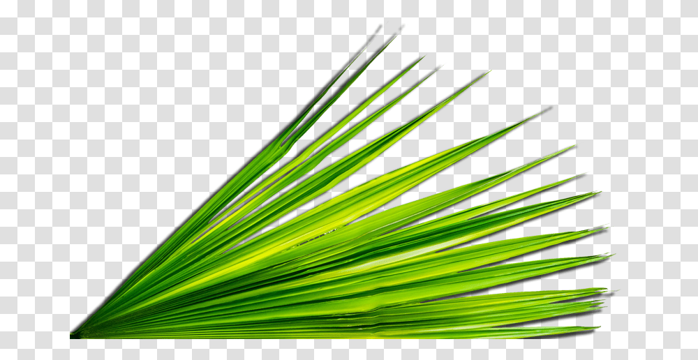 Palm Leaf Sherwood Park Lutheran Church, Green, Grass, Plant, Staircase Transparent Png