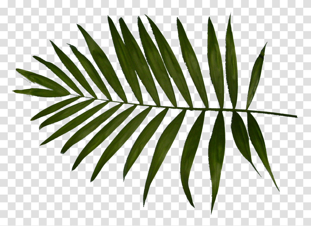 Palm Leaf Transparent Png