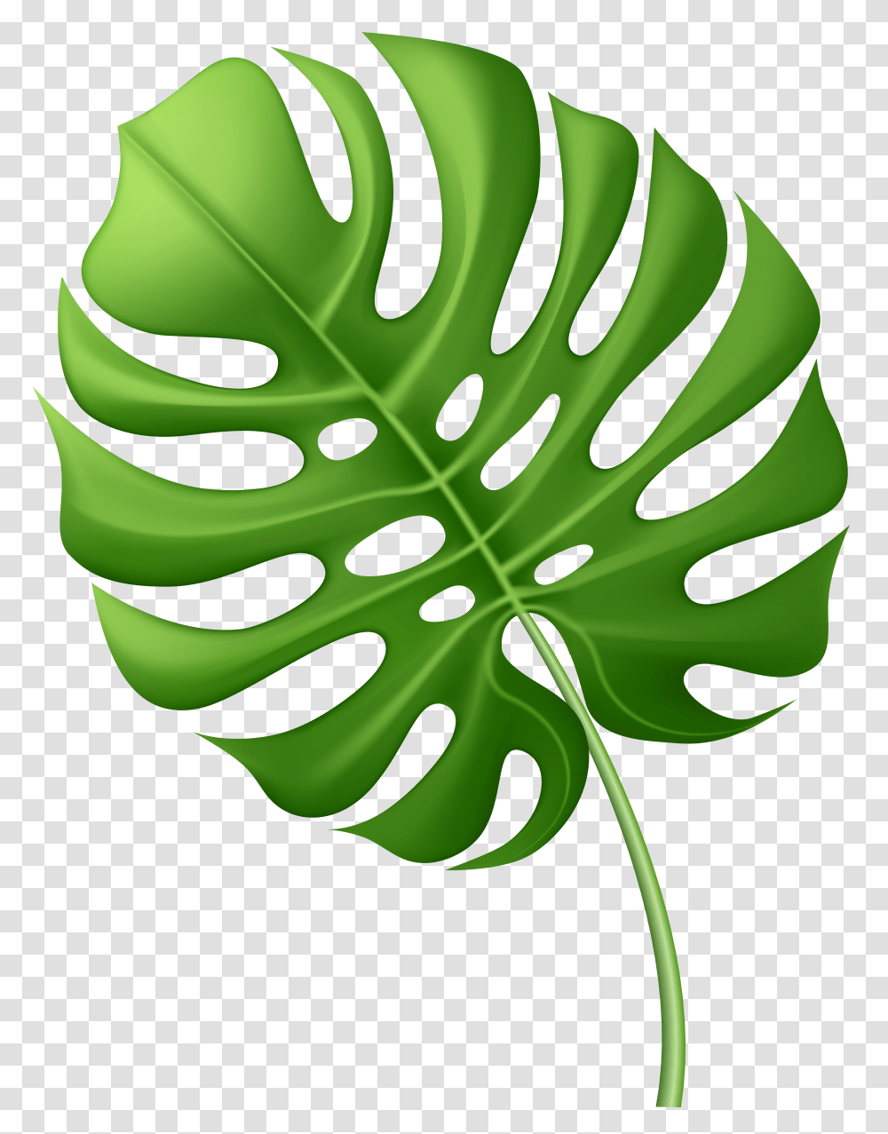 Palm Leaf Transparent Png