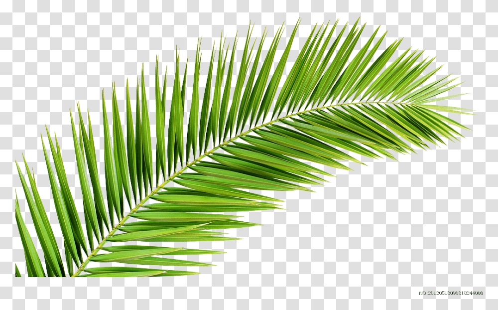 Palm Leaf Tree, Plant, Green, Fern Transparent Png