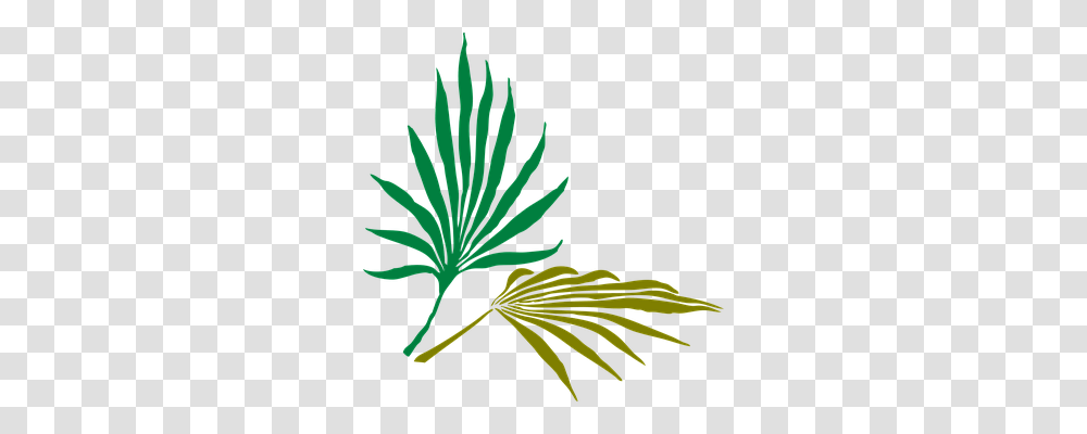 Palm Leaves Nature, Plant, Leaf, Flower Transparent Png