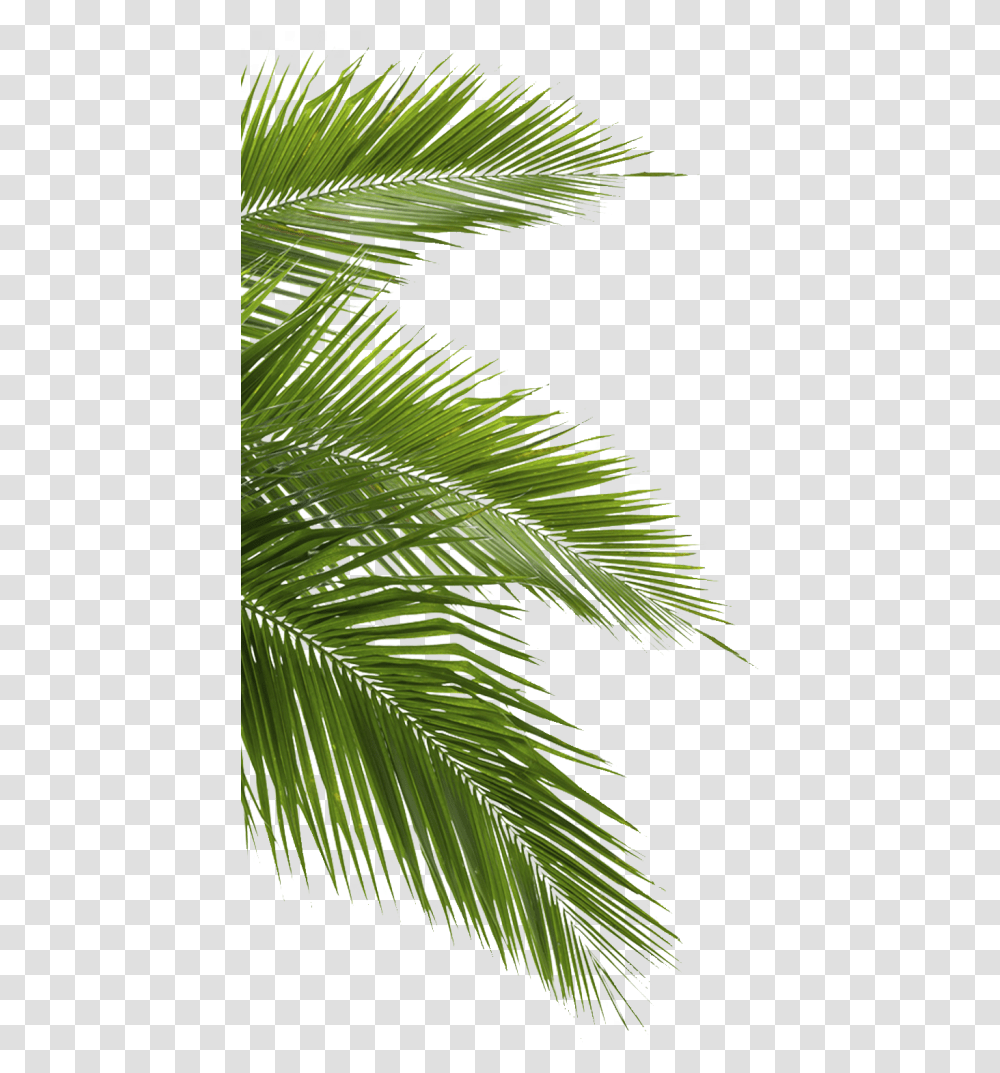 Palm Leaves Background, Plant, Leaf, Tree, Green Transparent Png