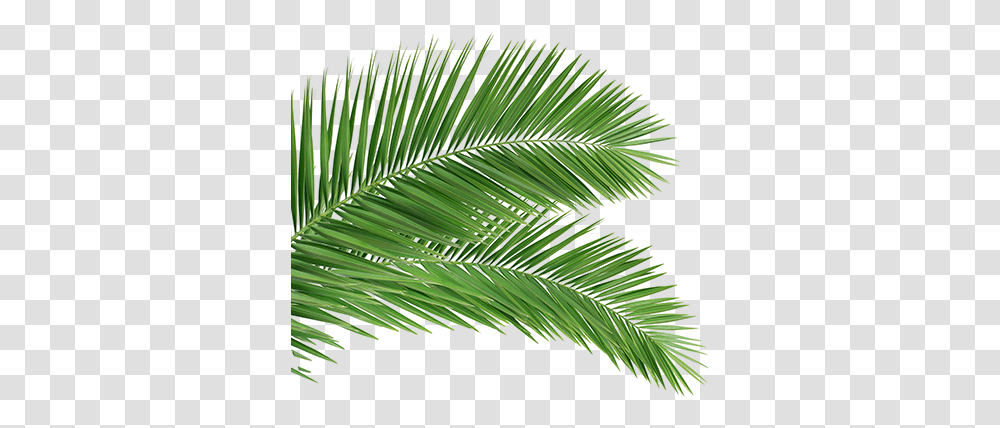 Palm Leaves Clipart Images Tree, Green, Plant, Leaf, Fern Transparent Png