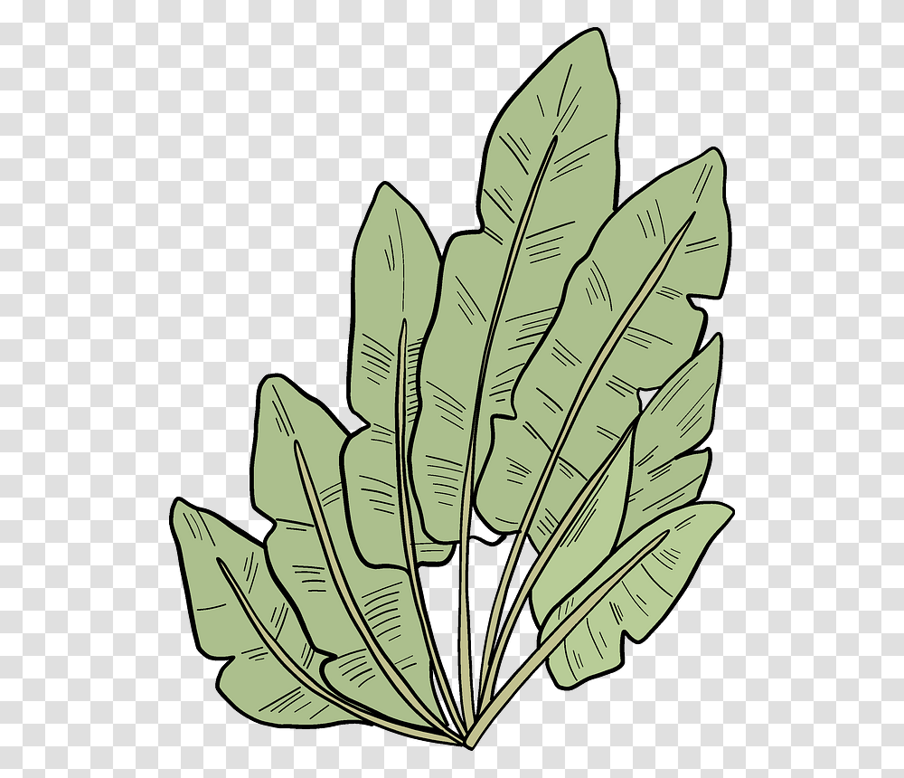 Palm Leaves Clipart Sorrel, Leaf, Plant, Veins, Fern Transparent Png