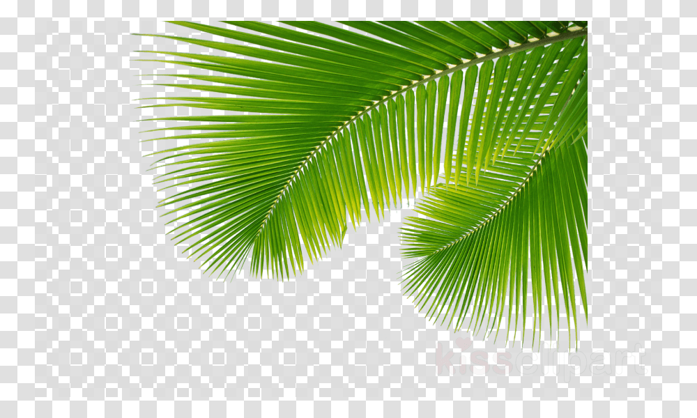 Palm Leaves, Green, Leaf, Plant, Vegetation Transparent Png