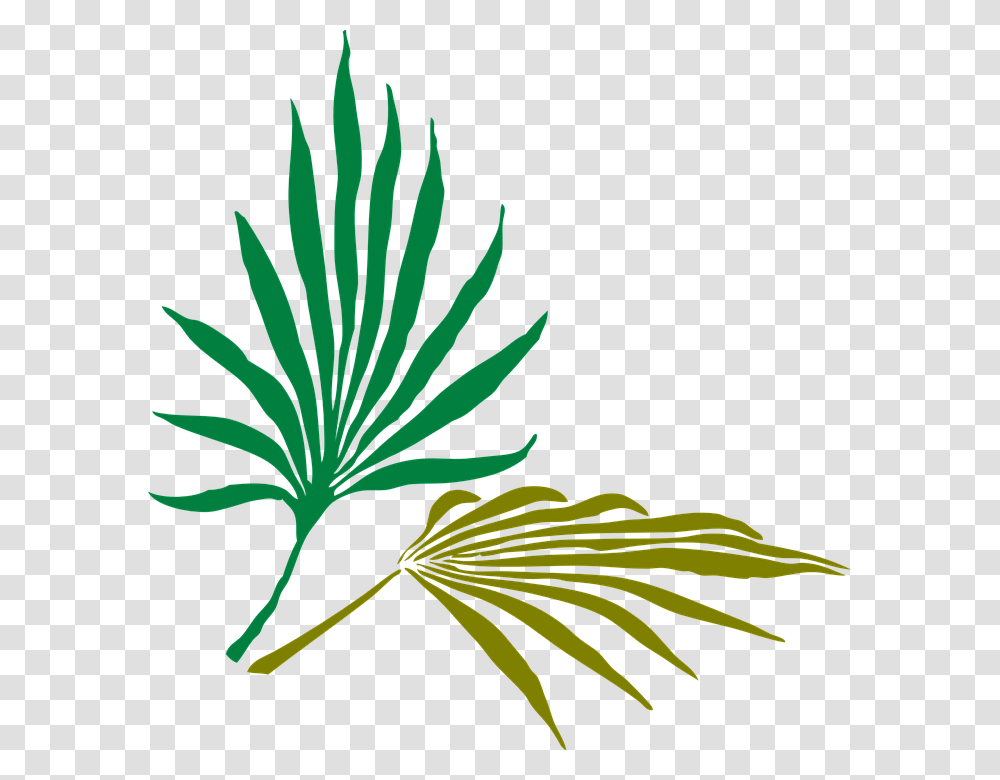 Palm Leaves Palm Tropical Nature Green Summer Palm Frond Clip Art, Plant, Leaf, Hemp, Weed Transparent Png