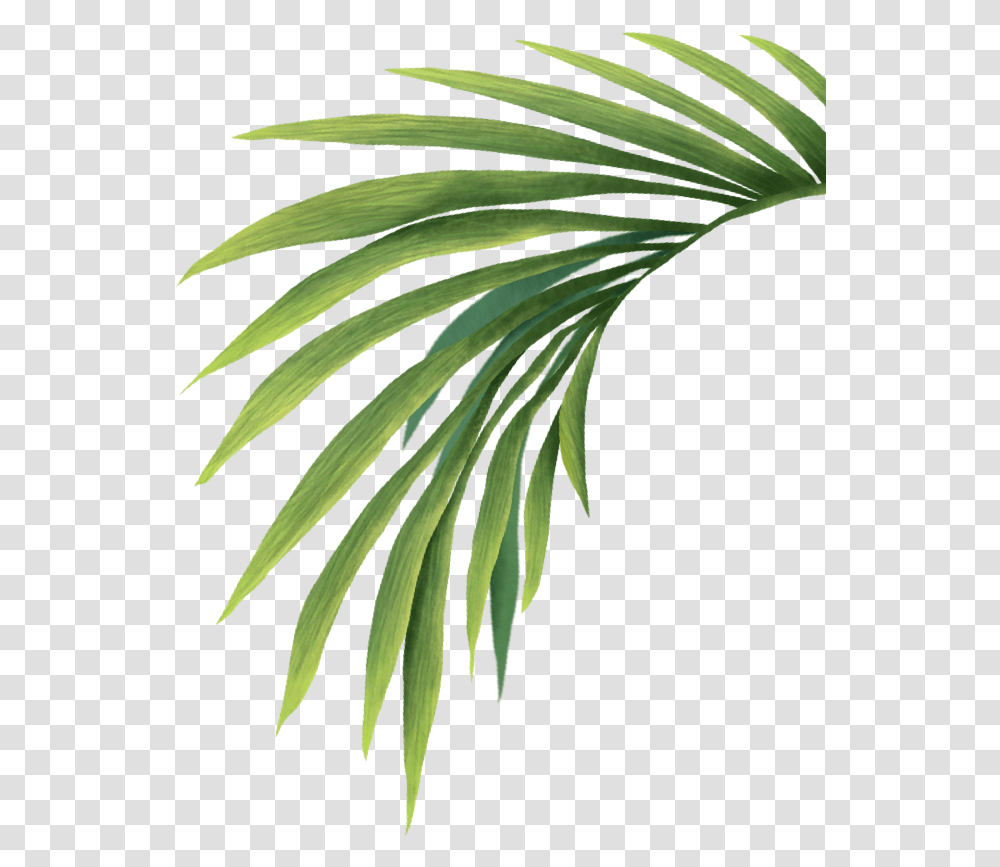 Palm Leaves, Plant, Tree, Leaf, Vegetation Transparent Png