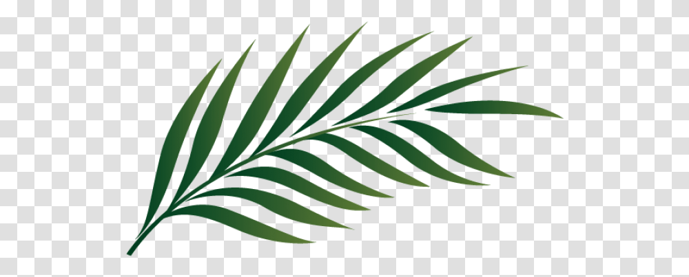 Palm Leaves Real Palm Leaf, Green, Plant, Fern, Bird Transparent Png