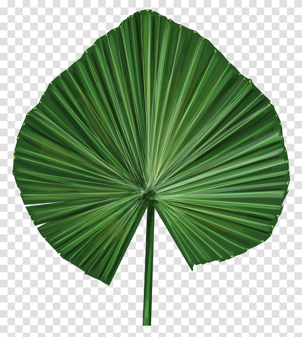 Palm Leaves Vector, Plant, Green, Flower, Canopy Transparent Png